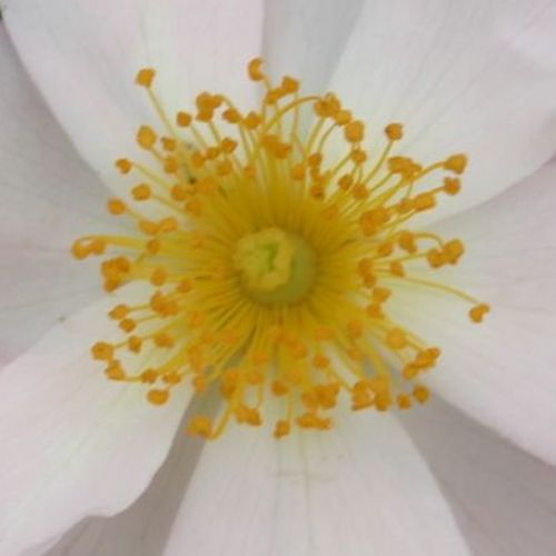 Rosa Medeo® - trandafir cu parfum discret - Trandafir copac cu trunchi înalt - cu flori mărunți - alb - W. Kordes & Sons - coroană curgătoare - ,-